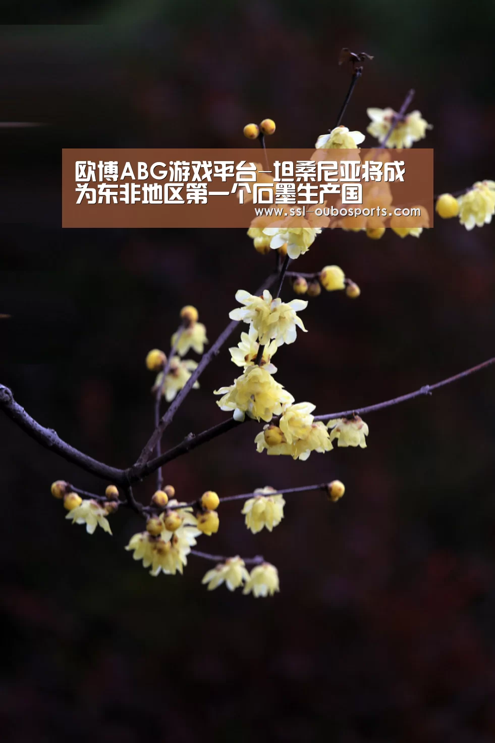 欧博ABG游戏平台-坦桑尼亚将成为东非地区第一个石墨生产国